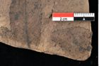 Foto (Detailansicht) von Xylomites liquidambaris Ettingshausen (NHMW-GEO-2024-0188-0053)